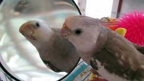 Kolik papoušek korelku žije